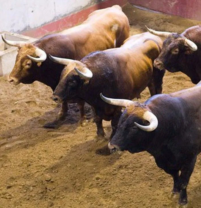 Wikiloc - Foto de Ganaderia de toros bravos