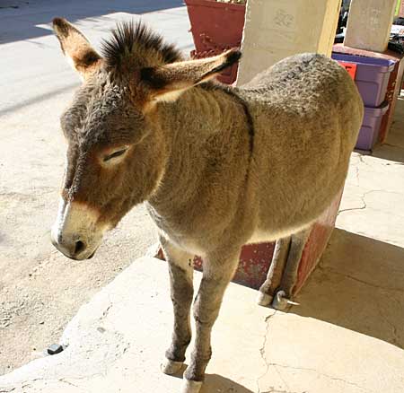 Wild Burro - donkey - DesertUSA