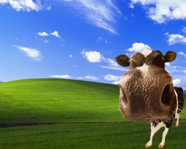 Windows XP y el origen de su fondo de pantalla