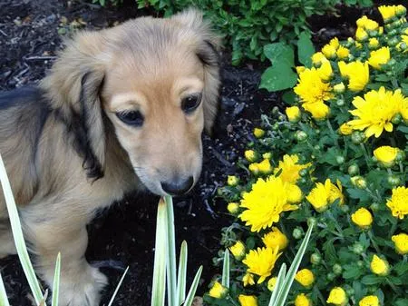 Winnie the Dachshund | Puppies | Daily Puppy