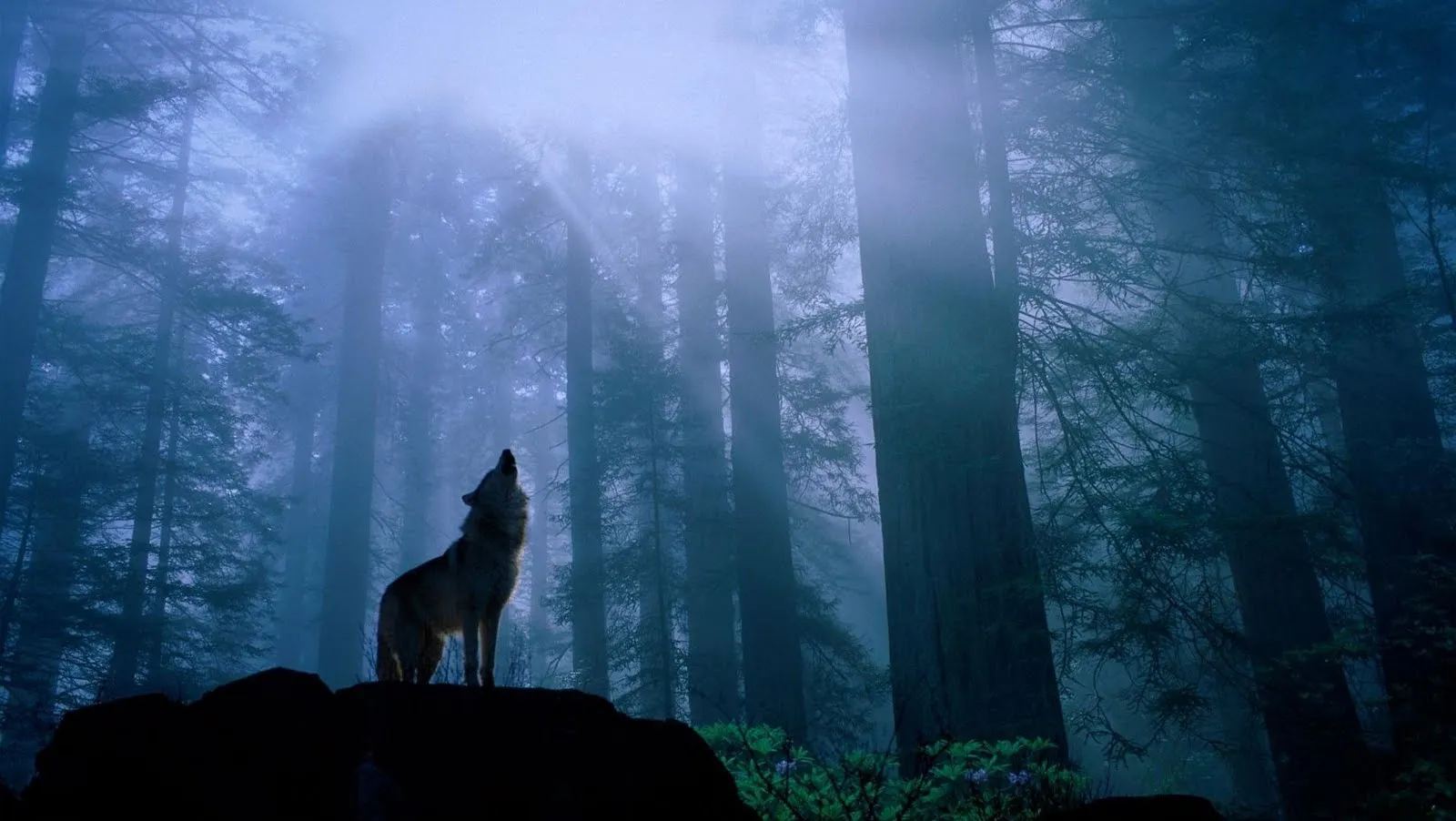 Wolf - Lobo aullido en el bosque - Wallpapers HD