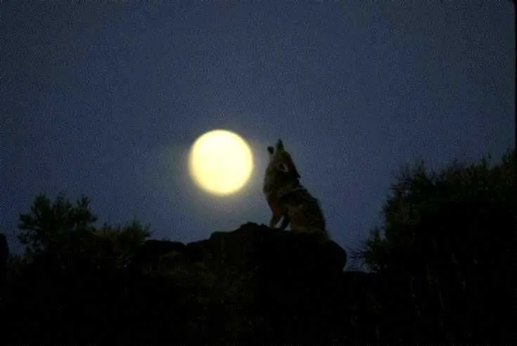 Imágenes de lobos en luna llena - Imagui