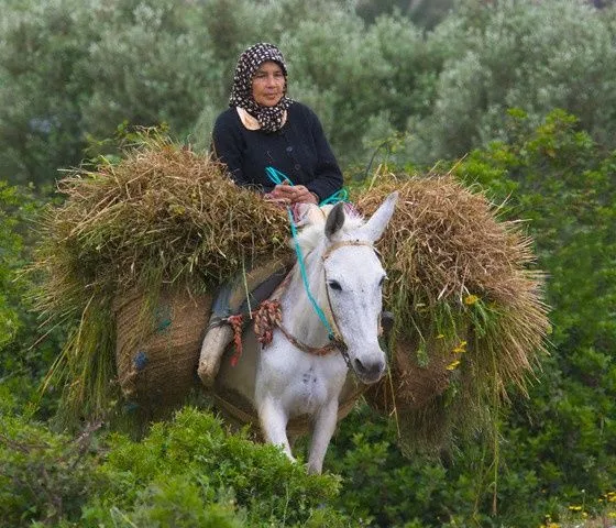 Woman riding donkey in the Rif Mountains | MOROCCO / LE MAROC ...