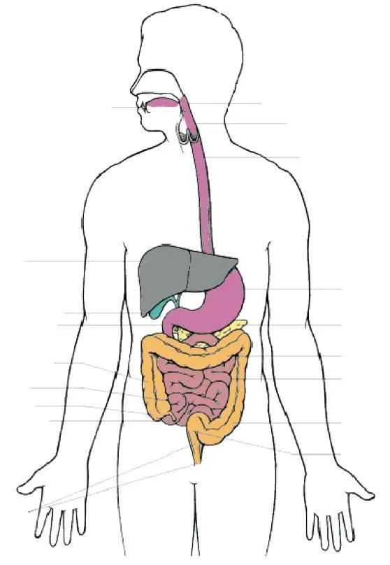 Working with STOMACH THIS! - Interpreting in Healthcare Settings