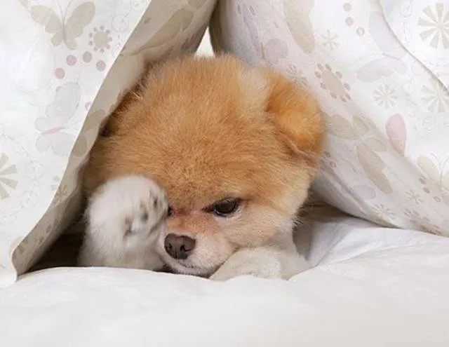 World Rare Collection: Boo — The World's Cutest Dog