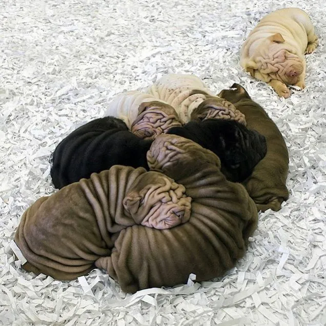 Wrinkly Shar Pei puppies are wrinkly | Teh Cute - Cute puppies ...