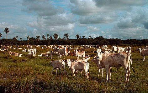 WWF - Ganadería insostenible