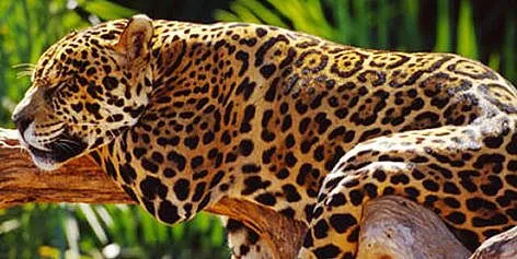 WWF - Jaguar