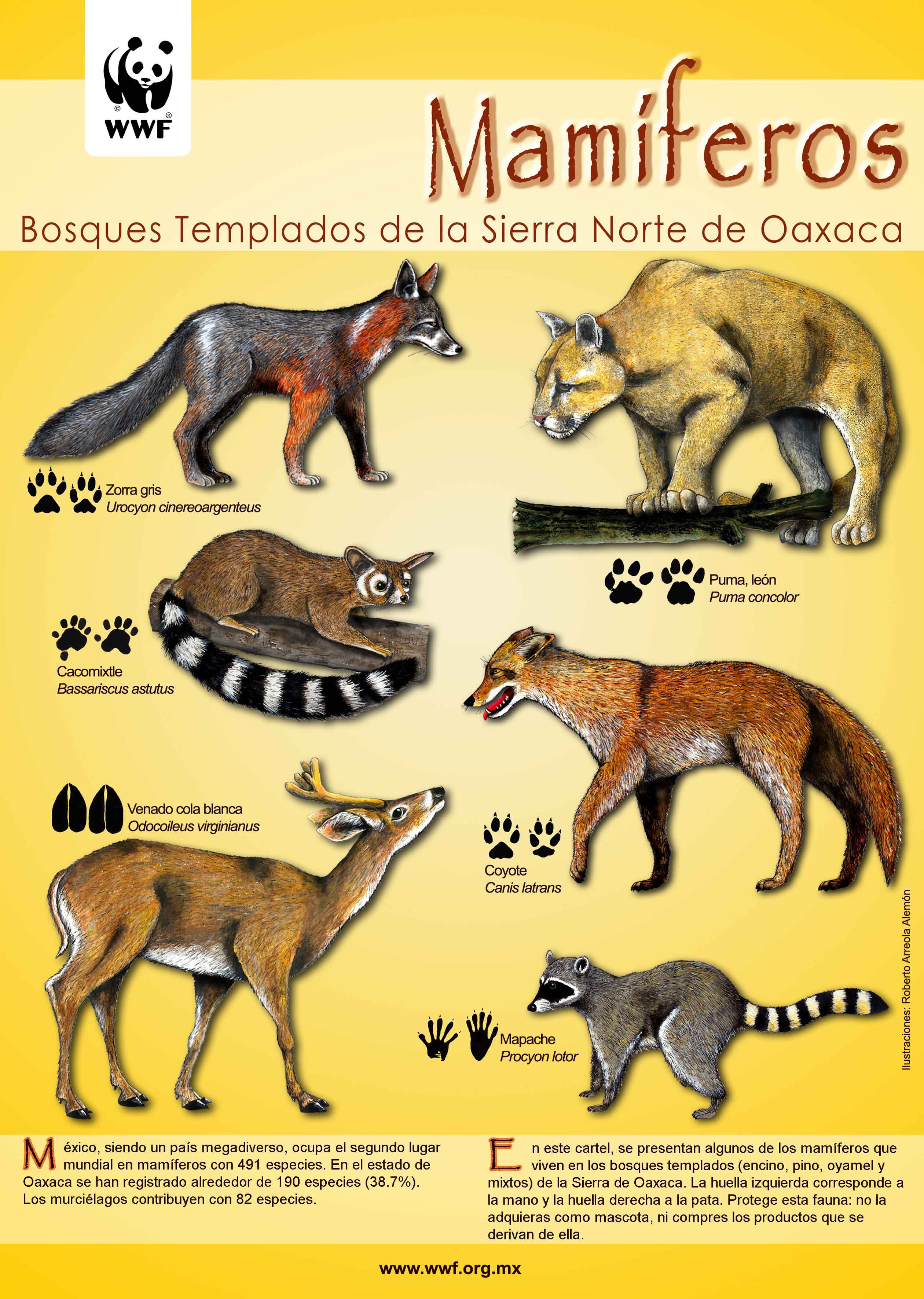 WWF - Publicaciones