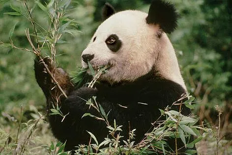 WWF - What do pandas eat?