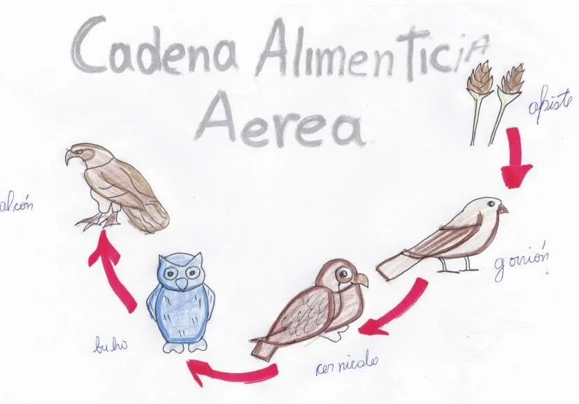 CADENAS ALIMENTICIAS ~ CATEDRA DE BIOLOGÌA