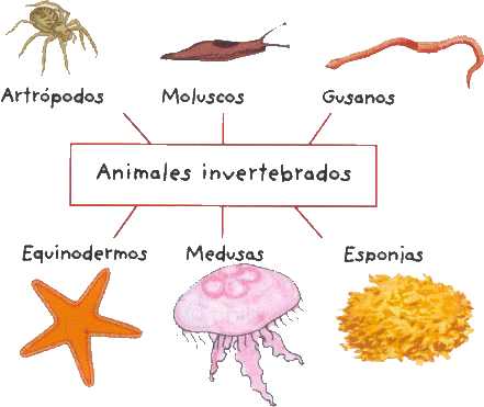 Información sobre los animales invertebrados | El BatiBlog ...