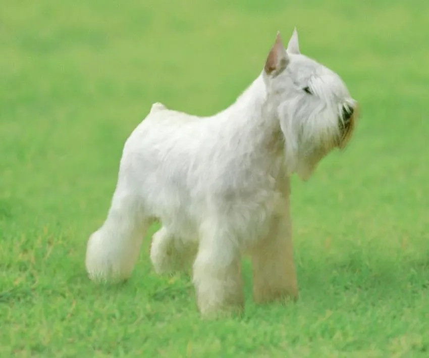 www.MundoSchnauzer.com • Ver Tema - Votación Perro del Año 2012 ...