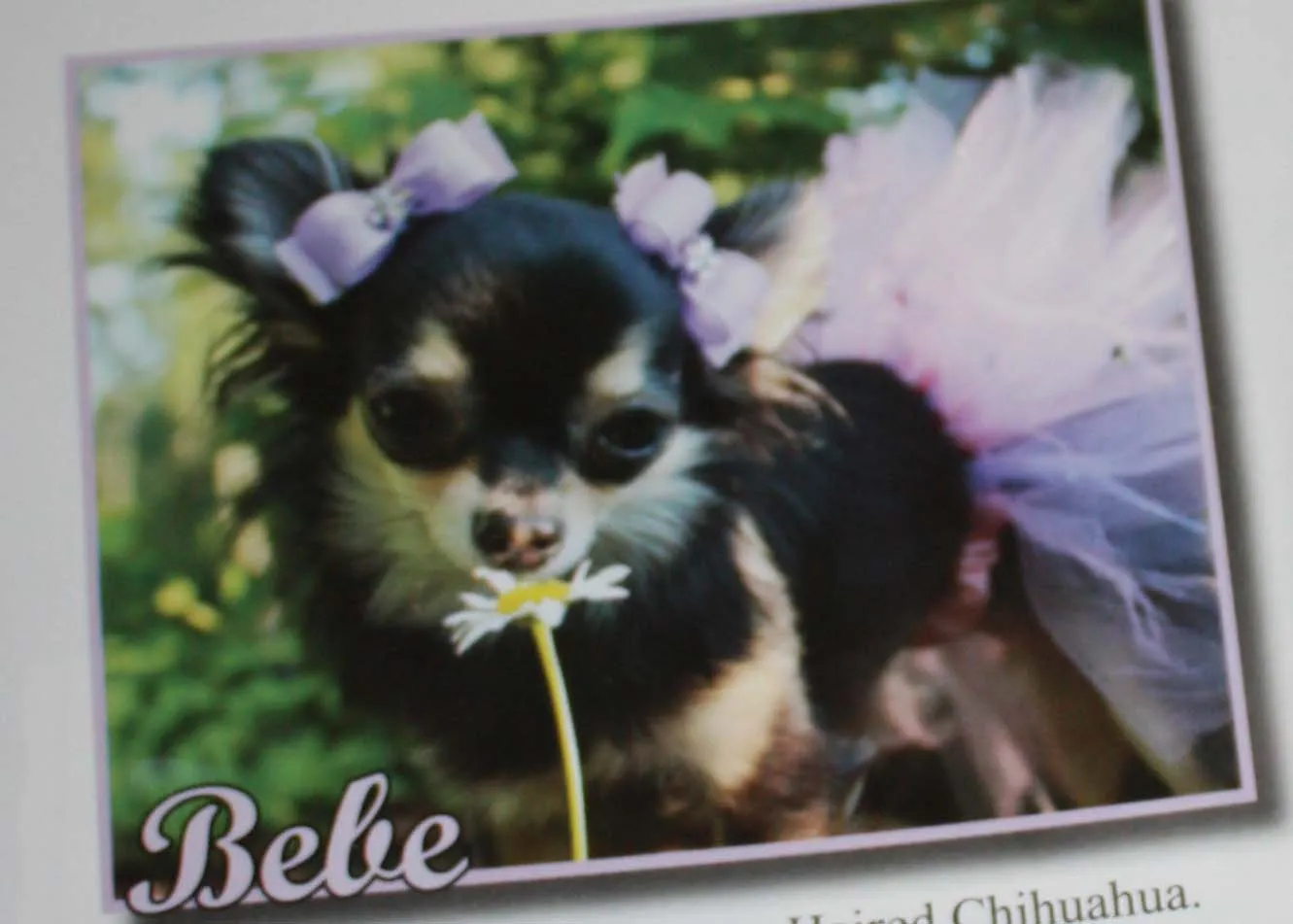 www.ObsessiveChihuahuaDisorder.com: Bebe's in Chihuahua Connection ...