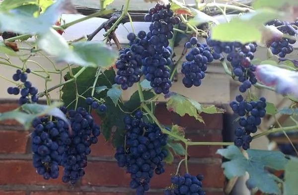 Parras de uvas en casa - Plantas