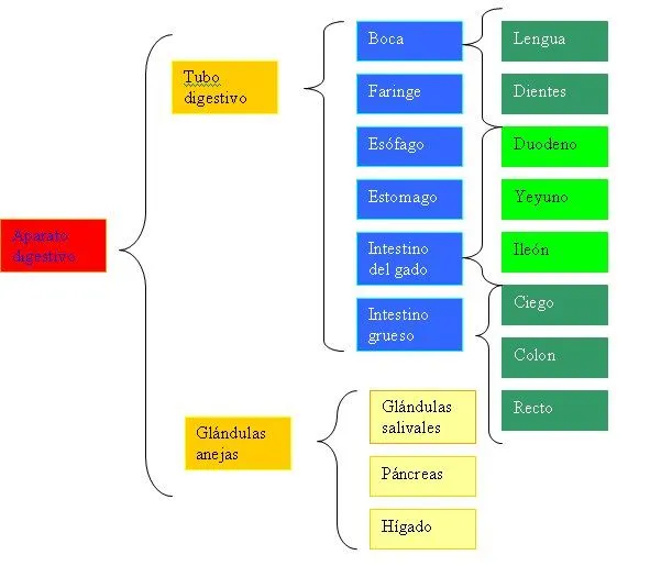 Esquema Aparato Digestivo Con Nombres Color Pictures