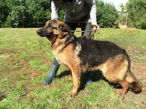 www.todoperro.es • Ver Tema - ODÍN: PASTOR ALEMAN MACHO