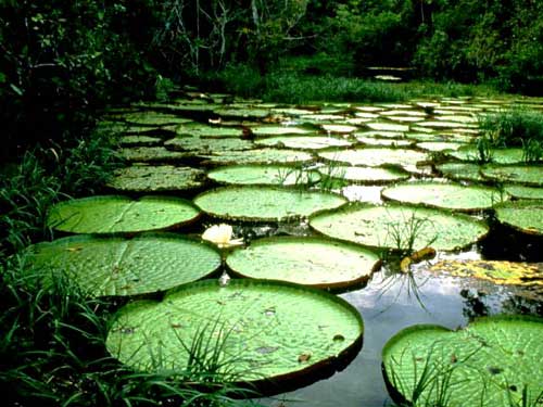 Yagé, tecnología del alma - Tribu Indígenas del Amazonas - Taringa!