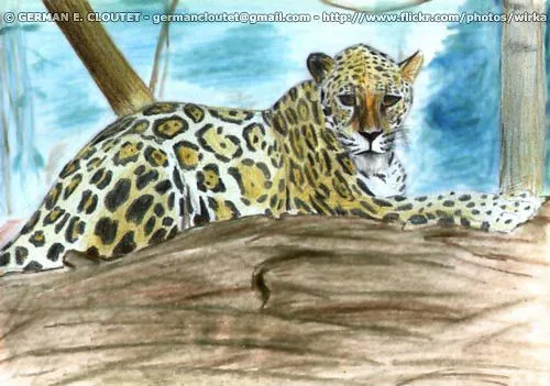 Yaguarete-2 | Flickr - Photo Sharing!