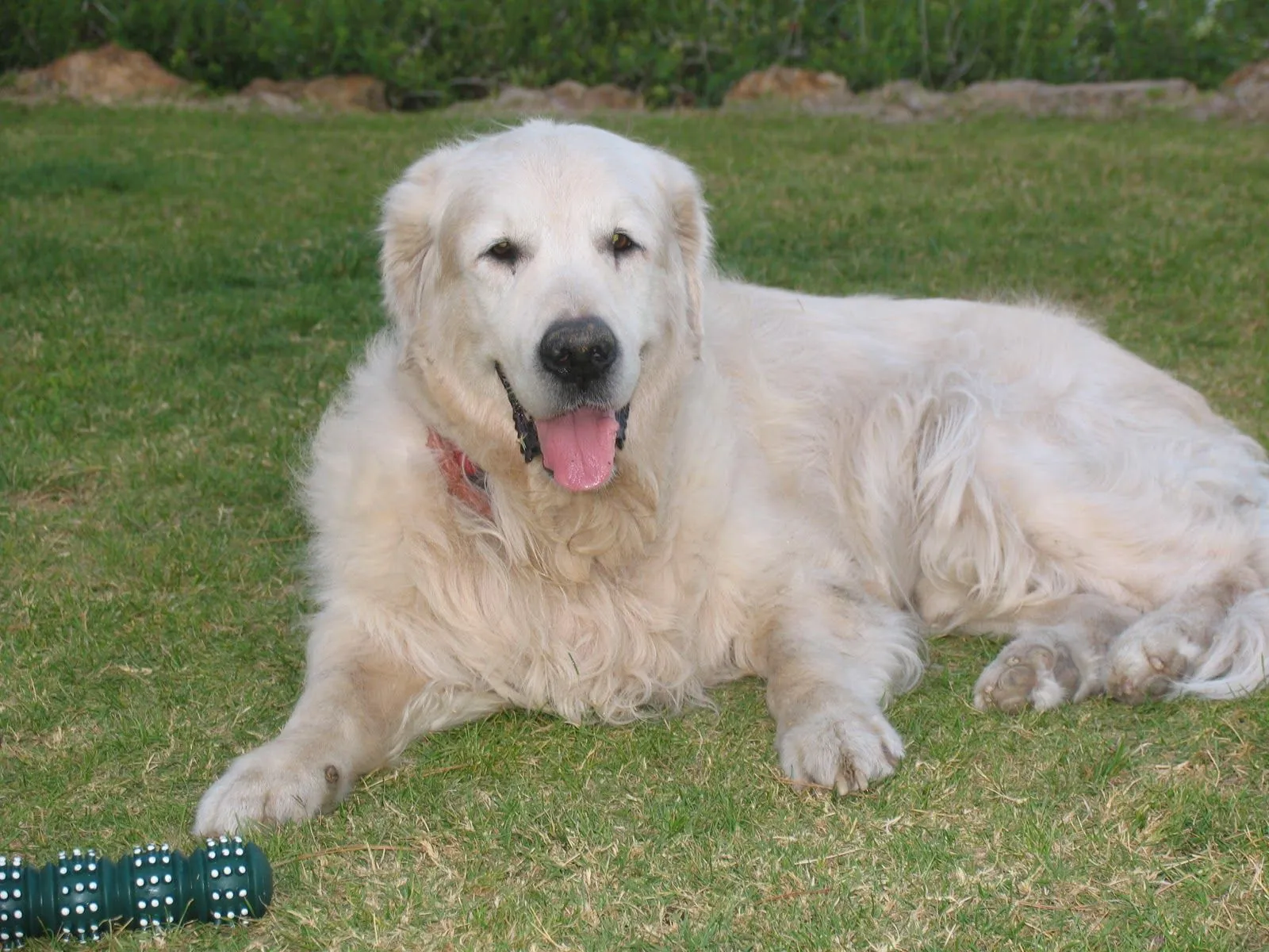 Yako, un Golden Retriever con epilepsia