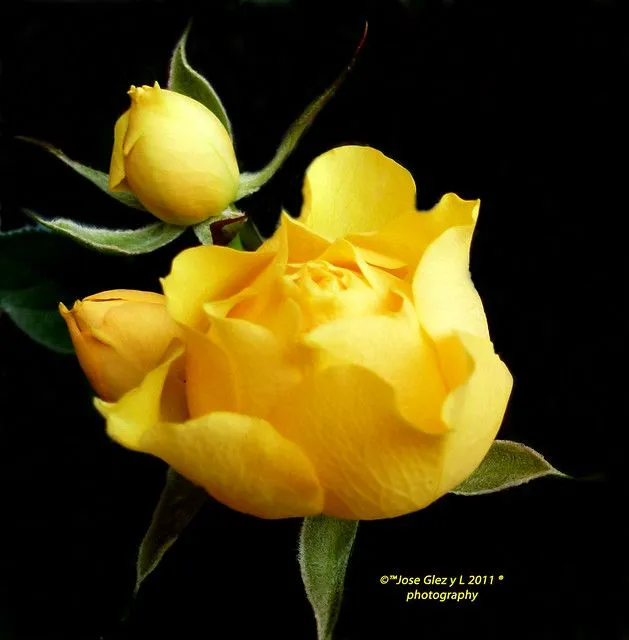 Yelow rose in black. Rosa amarilla en fondo negro [Explored ...