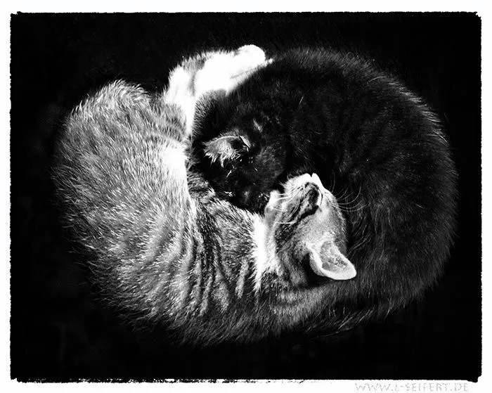 Yin und Yang, kostenlose Fotos von Katzenbabys und Katzen ...