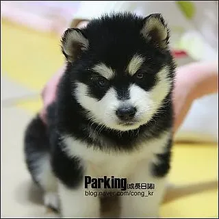 Yoochun y Su mascota "Harang"