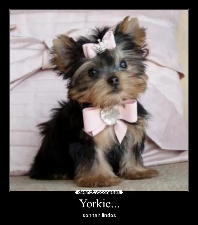 Yorkie... | Desmotivaciones