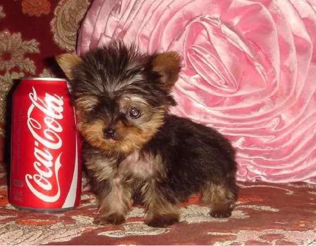 YORKIES DE VENTA CHIKITITOS en Cuautitlan