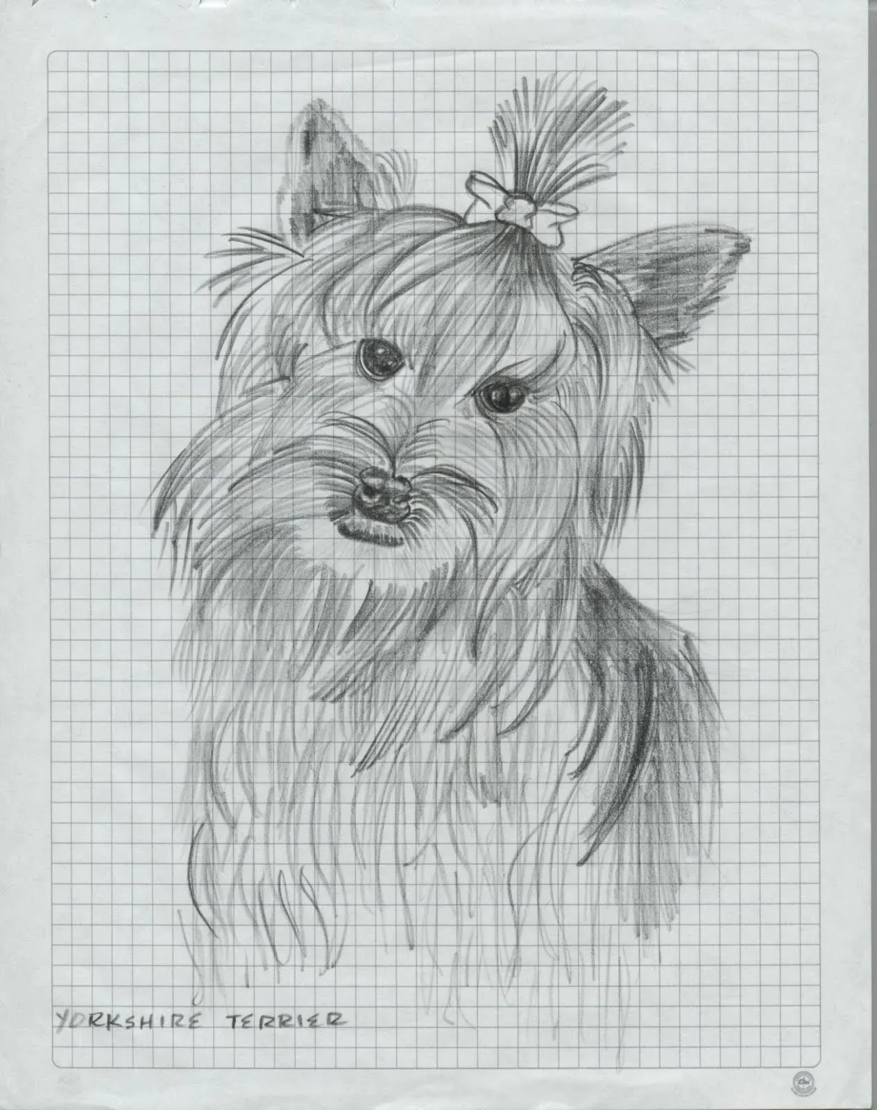 YORKSHIRE TERRIER