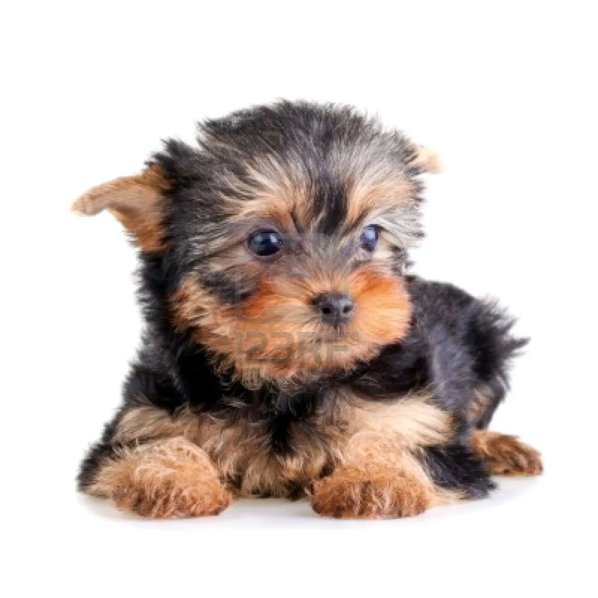 Yorkshire terrier blanco - Imagui