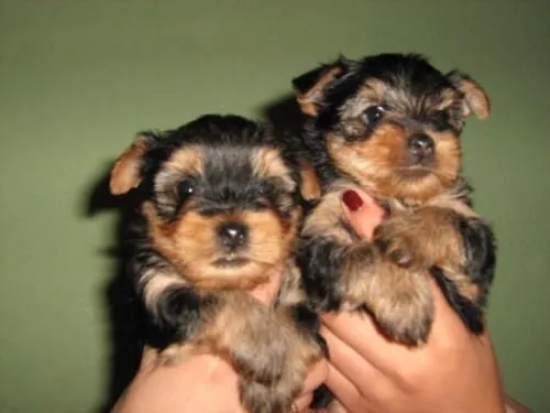 Yorkshire terrier cachorros miniaturas - Bogotá, Colombia ...