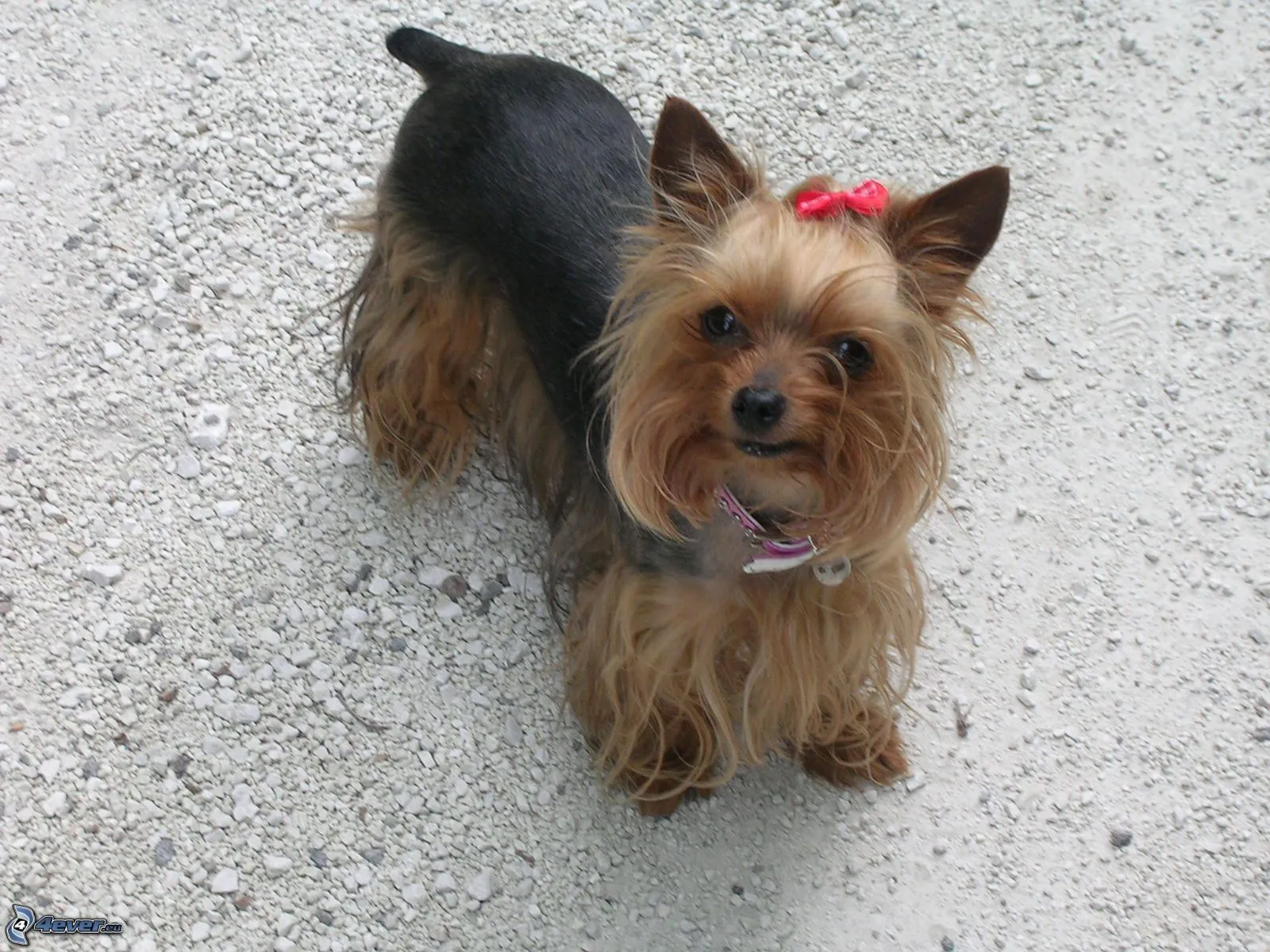 Yorkshire terrier con una cinta