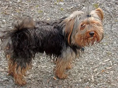 Yorkshire Terrier | Cuidar de tu perro es facilisimo.com