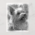 Yorkshire Terrier, dibujo de lápiz, postal por artinphotography