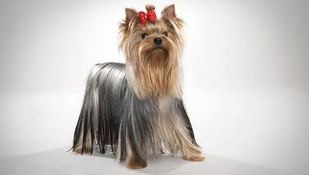 Yorkshire Terrier : Dog Breed Selector : Animal Planet