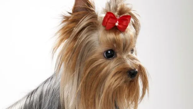 Yorkshire Terrier : Dog Breed Selector : Animal Planet