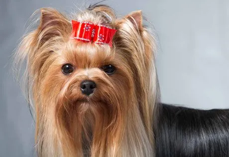 Yorkshire Terrier Information | American Kennel Club