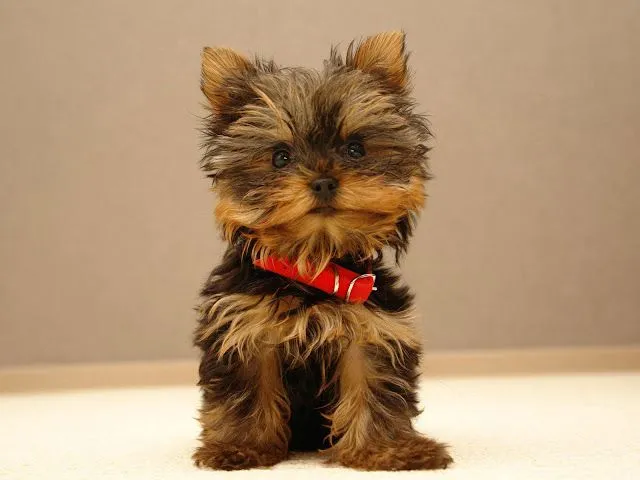 Yorkshire terrier | Mis Mascotas Mundo