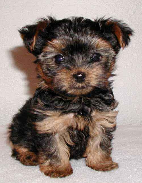 El Yorkshire Terrier - Taringa!