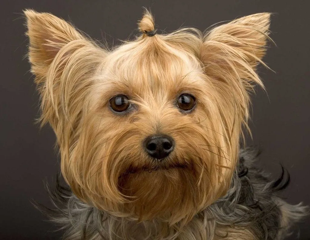 Yorkshire Terrier | The Life of Animals