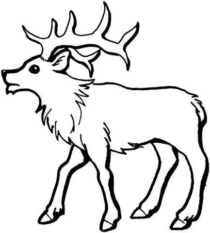 Young Elk coloring page | Super Coloring