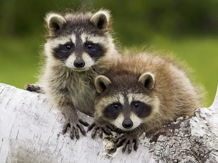young-raccoons-minnesota-cute-baby-animals-photos.jpg (1600×1200 ...