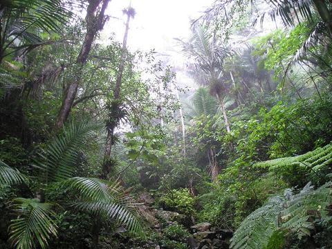 EL YUNQUE