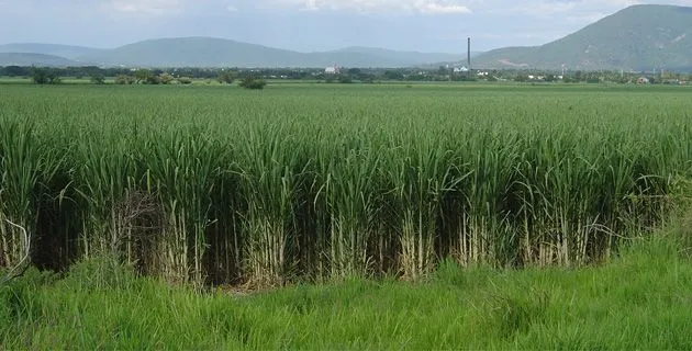 La zafra y el azúcar a orillas del Papaloapan (Veracruz) | México ...