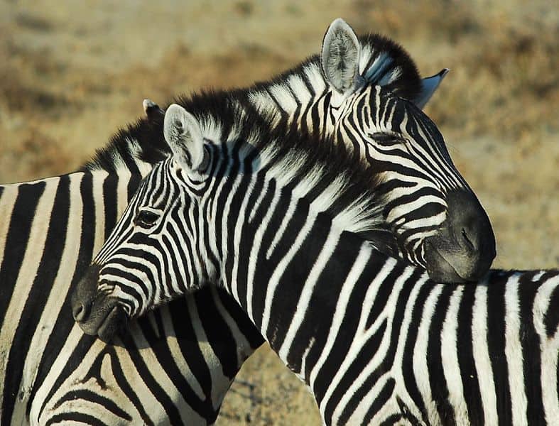 Zebra (Equus zebra, Equus quagga, Equus grevyi) - Animals - A-Z ...