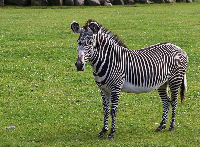 Zebra (Equus zebra, Equus quagga, Equus grevyi) - Animals - A-Z ...