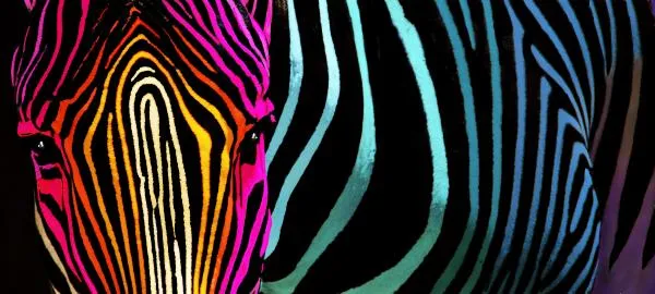 A Zebra Of A Different Color Photograph by Bob Snell - A Zebra Of ...