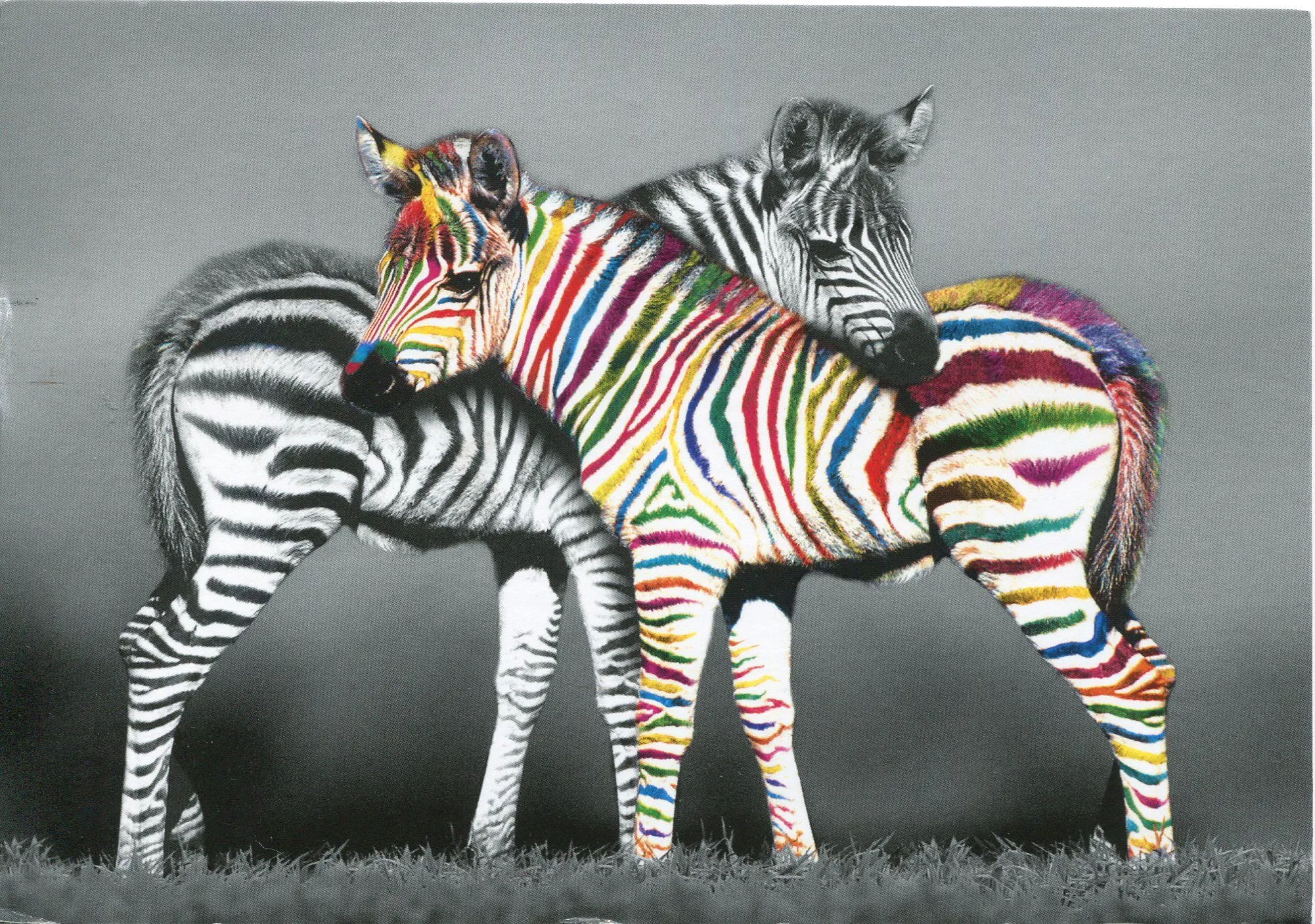 Zebra of a Different Color | Remembering Letters and Postcards