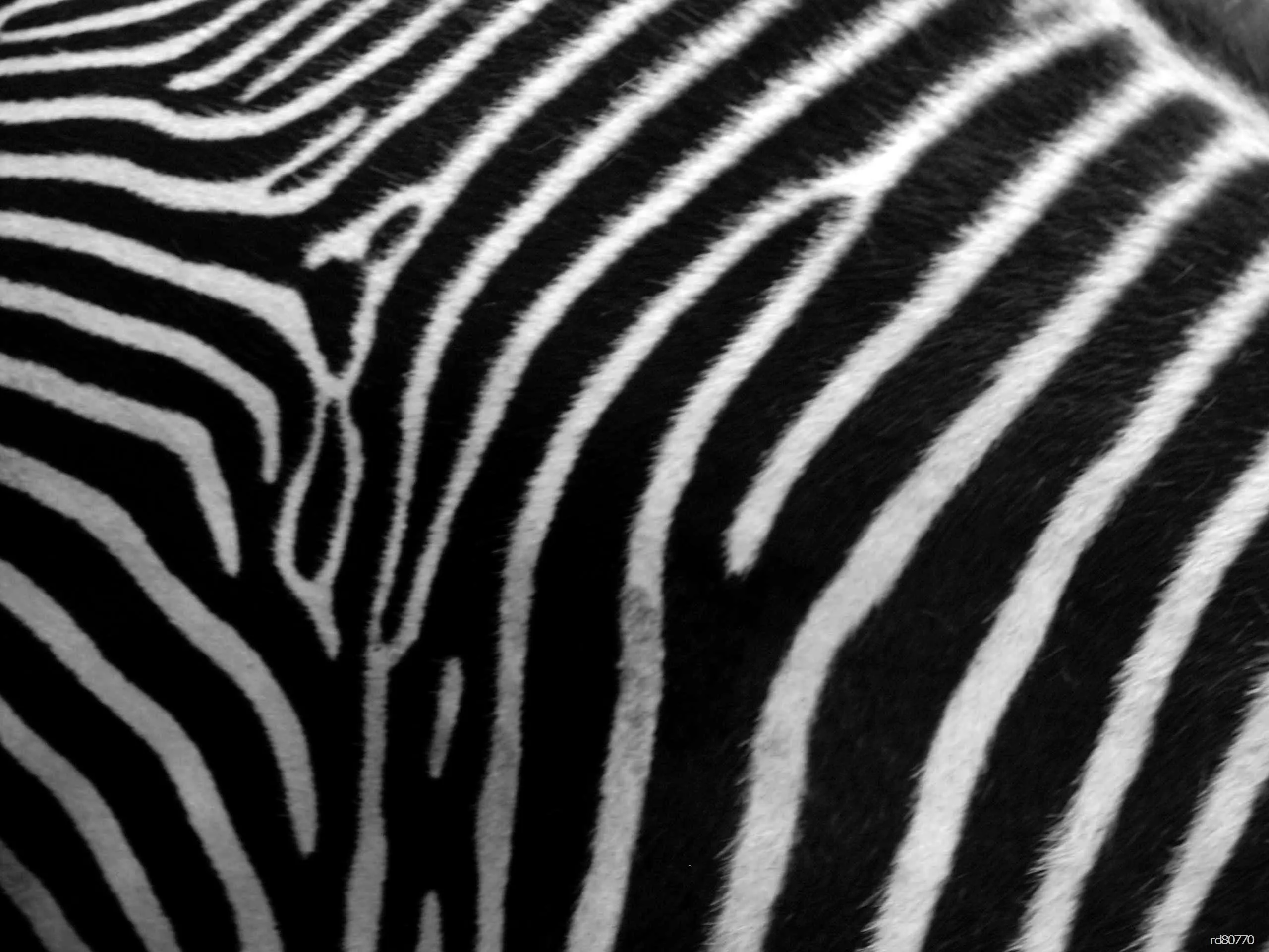 Zebra skin wallpapers phone Zebra Skin by rd80770